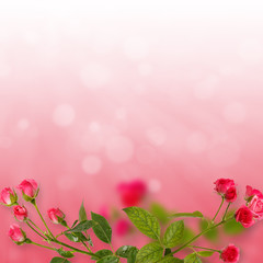 Floral background: roses bouquet isolated on red background