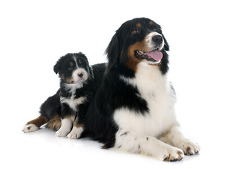 australian shepherds