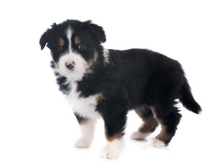 Fototapeta premium puppy australian shepherd