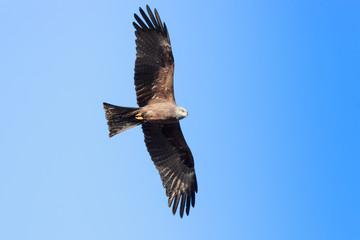 Fototapeta premium Black Kite (Milvus migrans)