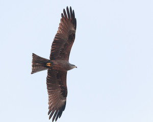 Black Kite (Milvus migrans)