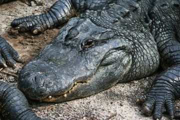 Alligator liegt im Sand