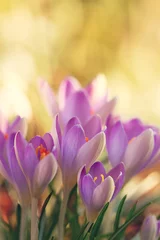 Fotobehang Krokus Krokusblüten  © Yvonne Weis
