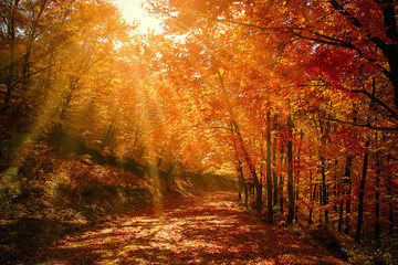 Rays in autumn forest