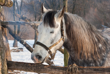 Portrait of cute horse having sleep in open stall