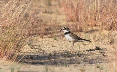 Little Ringed Plover