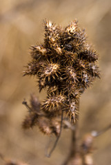 Thorny Winter