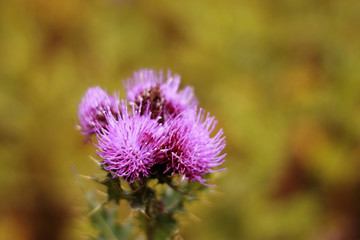 Blue Flower with a pins on the summer green meadow