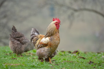colorful rooster on field in spring