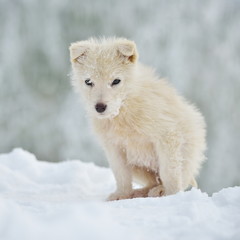 Obraz premium little white dog outdoor in winter