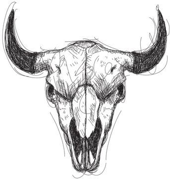 Cow skull sketch