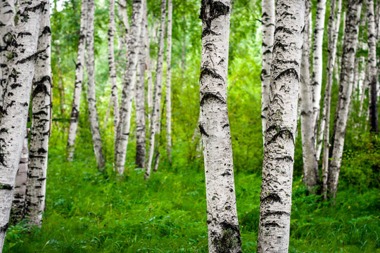 Fototapeta Spring birch grove