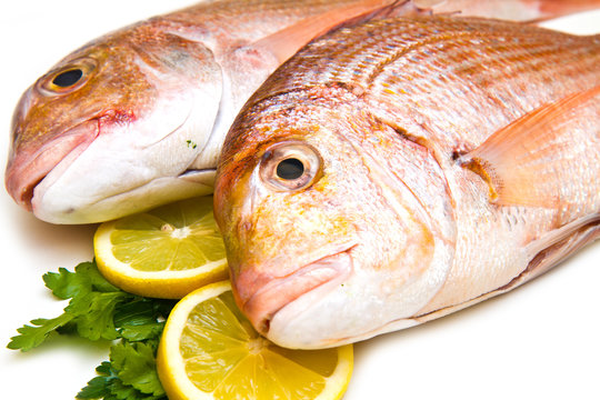 Raw porgy on white background