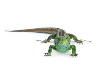 Naklejka premium Lizard on white background