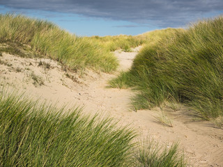 chemin de sable à travers l& 39 herbe des dunes