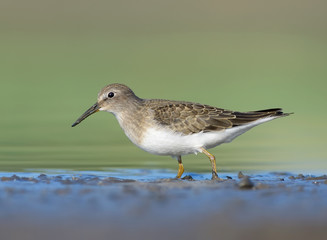 Temminck's Stint