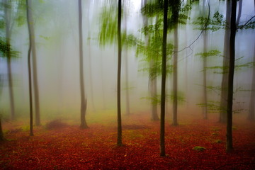 autumn landscape in the forest