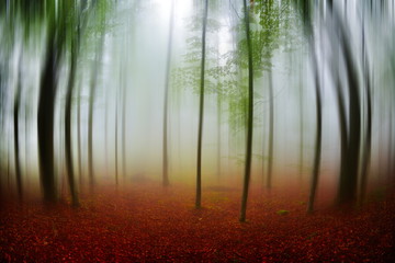 autumn landscape in the forest on foggy morning