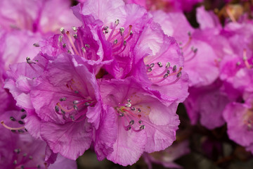 Rhododendron