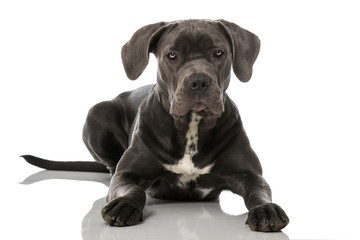 Cane Corso