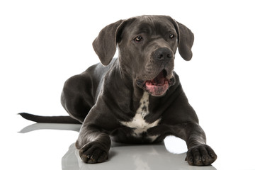 Cane Corso