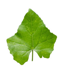 Ivy Gourd on white background
