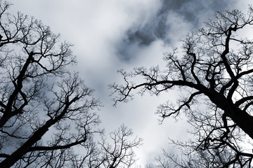 Fototapeta na wymiar Black leafless trees silhouettes over blue sky
