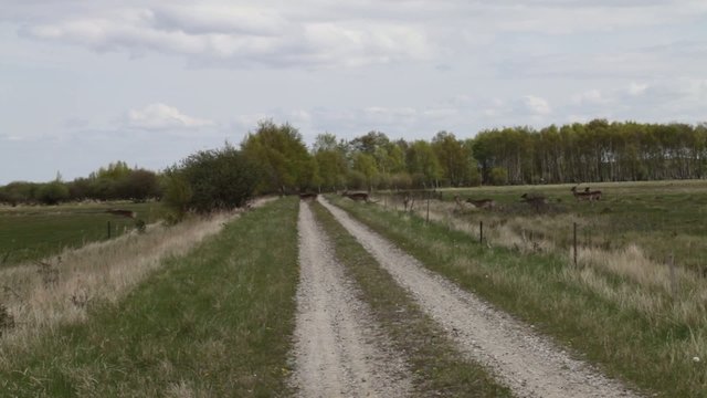 fl&uuml;chtiges Damwild &uuml;berspringt Zaun