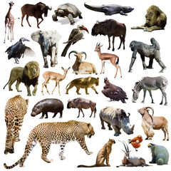 Set of leopard and other African animals over white