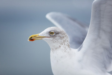 Seagull