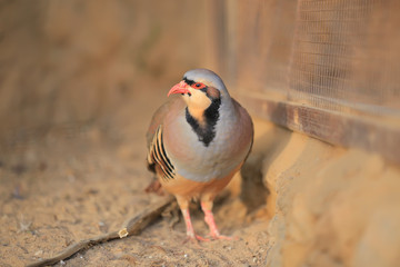 Chukar partridge