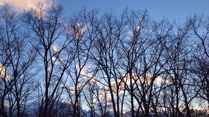 branches