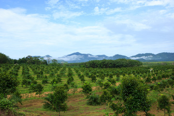 Obraz premium Orange trees plantation