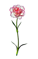 carnation flowers isolated on white background