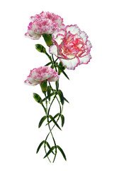 carnation flowers isolated on white background