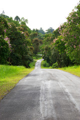 Local road with beautiful trees