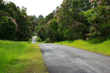 Fototapeta na wymiar Local road with beautiful trees