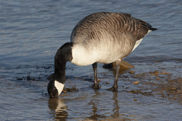 Canada Goose - Branta canadensis