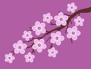pink sakura cherry blossom dark pink background illustration