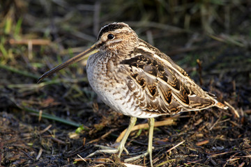 Snipe - Gallinago gallinago
