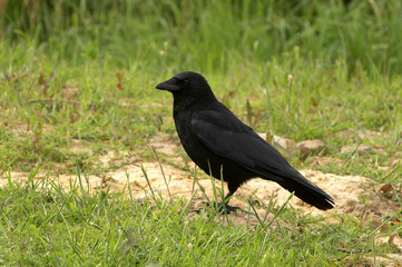 Carrion Crow - Corvus corone
