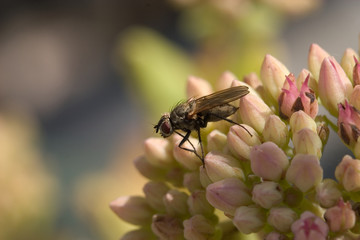Makroaufnahme Fliege