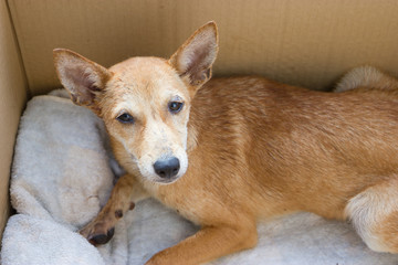 Sick dog in box