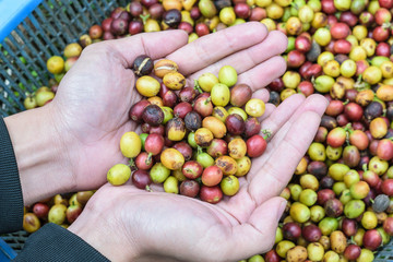 coffee beans on agriculturist hand