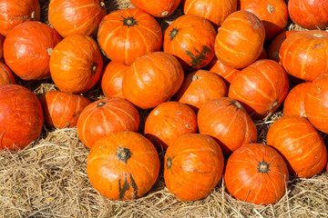 orange-red pumkins