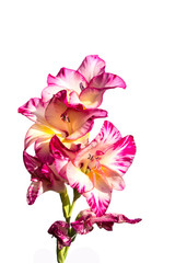 pink gladiolus