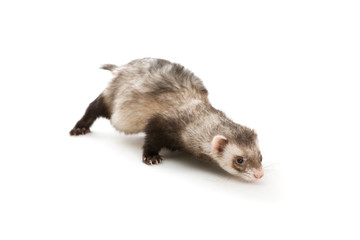 Ferret  isolated