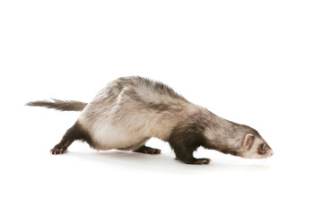 Ferret  isolated