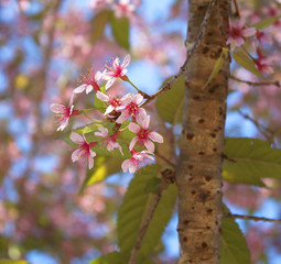 Wild Himalayan Cherry