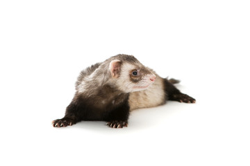 Ferret  isolated